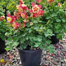 Aquilegia x Hybrid Earlybird Red Yellow (Columbine) - [EG]