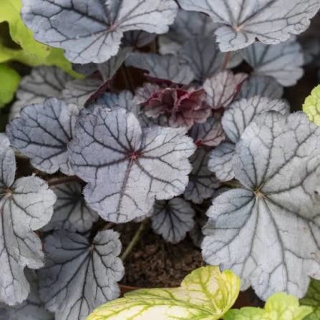 Heuchera &