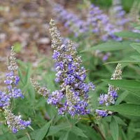 Vitex Shoal Creek Chaste Tree