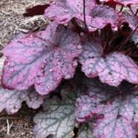 Heuchera 'Sugar Plum' Coral Bells