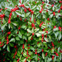 Sparkle Winterberry Holly