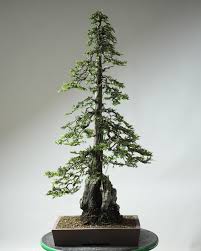 Diffusa Norway Spruce Bonsai