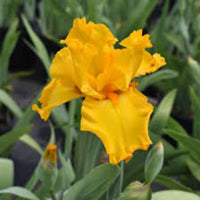 Iris Germanica 'Harvest of Memories