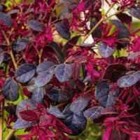 Red Chocolate Loropetalum