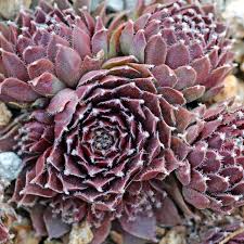 Sempervivum &