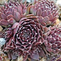 Sempervivum 'Jade Rose' Hens & Chicks