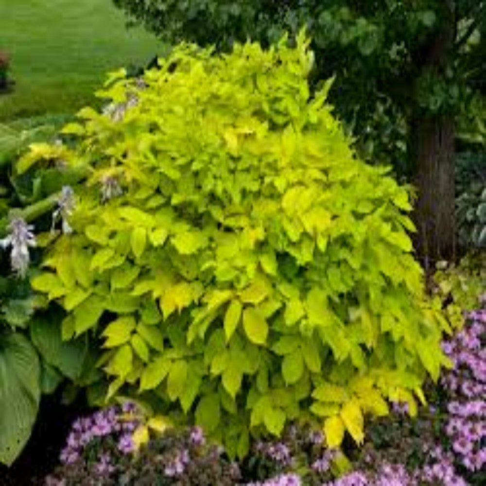 Sun King Golden Japanese Spikenard
