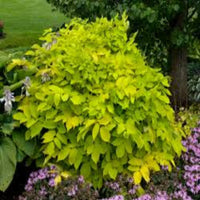 Sun King Golden Japanese Spikenard