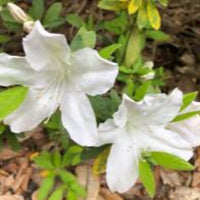 White blooming GG Gerbing azalea growing as an evergreen landscape shrub