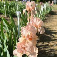 Iris Germanica 'Lenora Pearl' German Iris
