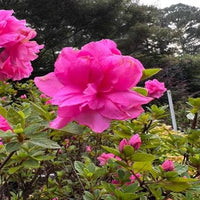 Reblooming Purple Azalea