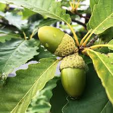 Chinkapin Oak ( Spring Pre-Order )