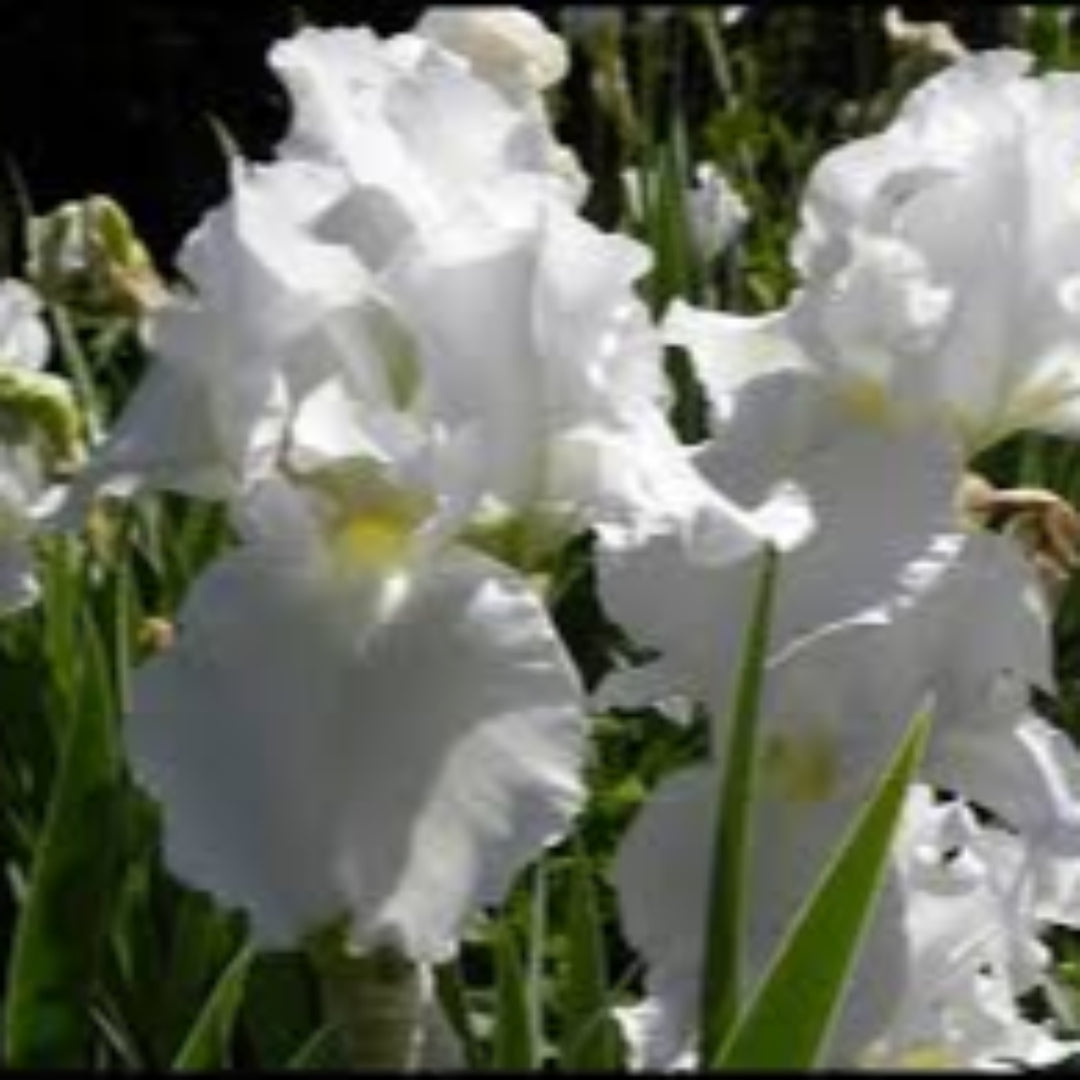 Iris Germanica Immortality