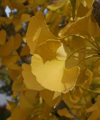 Princeton Sentry Male Ginkgo Tree