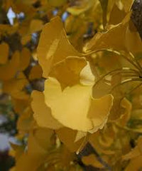 Princeton Sentry Male Ginkgo Tree
