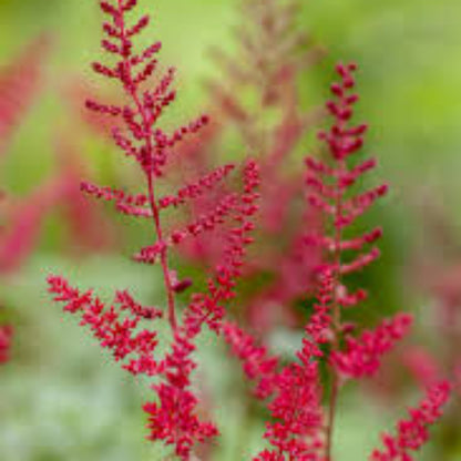 Montgomery Astilbe