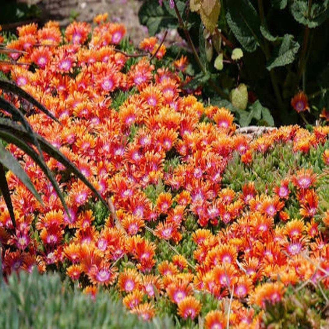 Delosperma Kaleidoscope™ &