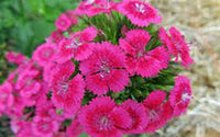 Dianthus 'Jolt Cherry' (Groundcover)