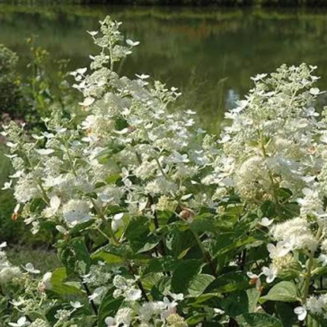 Burgundy Lace Hydrangea Plant