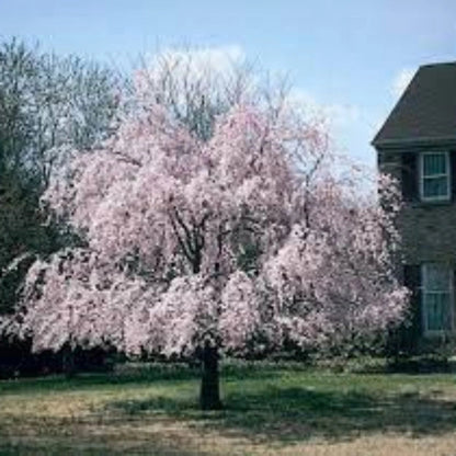 Mature Weeping Pink Cherry tree with cascading branches and heavy blossoms