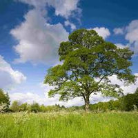 American Sycamore Tree Large Shade Landscape Tree