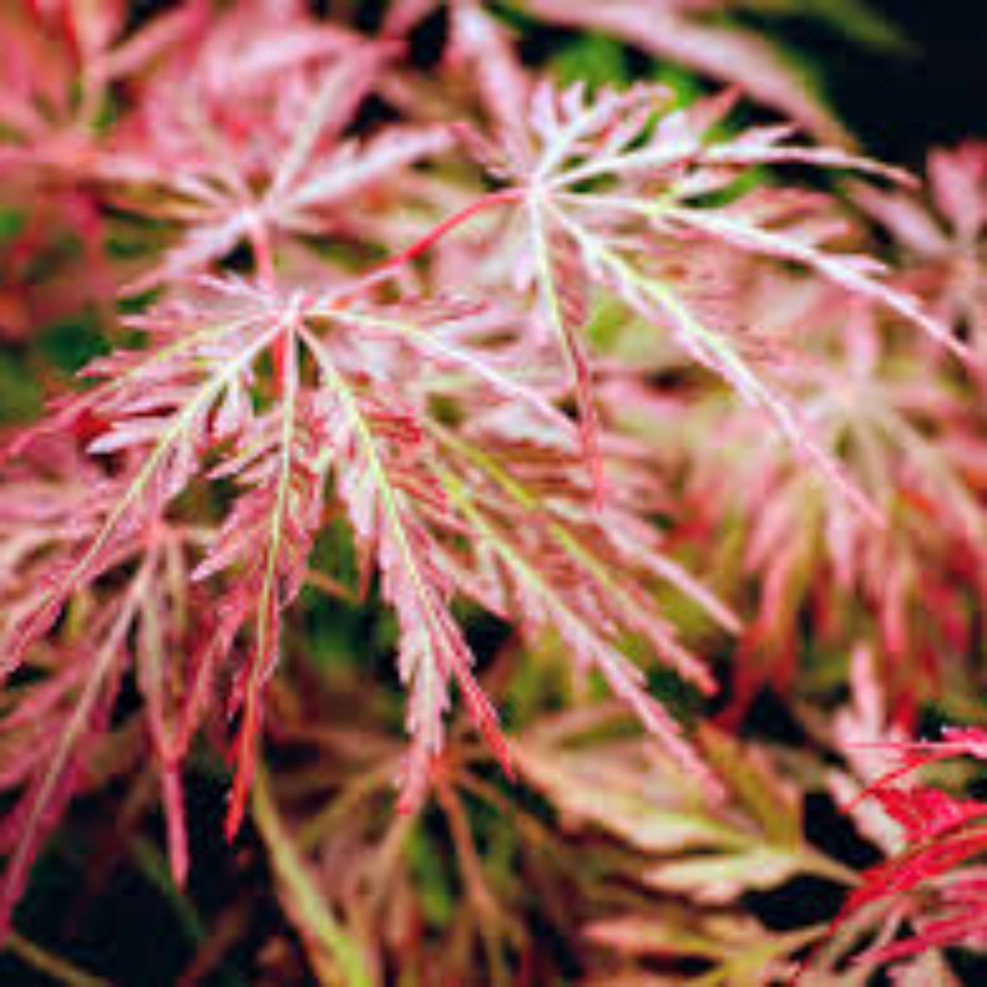 Orangeola Japanese Maple Tree