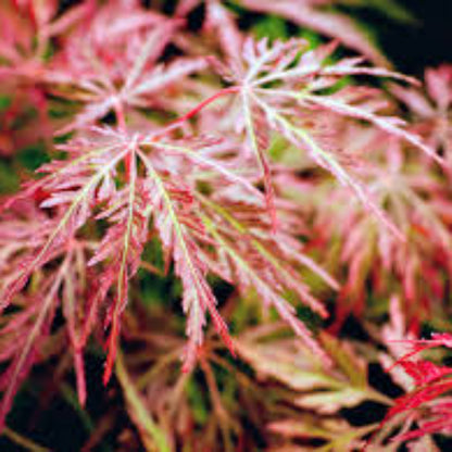 Orangeola Japanese Maple Tree