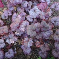 Heuchera 'Sugar Plum' Coral Bells