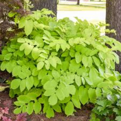 Sun King Golden Japanese Spikenard