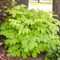 Sun King Golden Japanese Spikenard