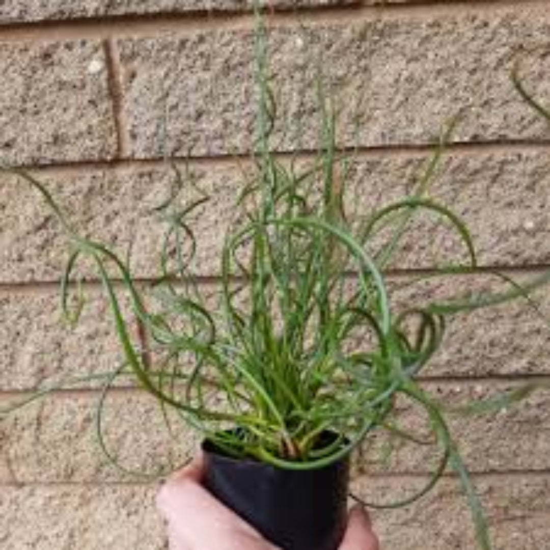 Grass Juncus effusus &