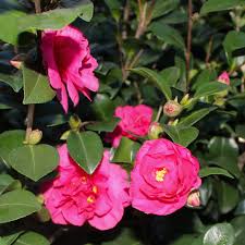 Pink Camellia Sasanqua Bonanza flower close-up in garden