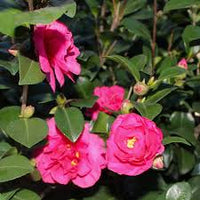 Pink Camellia Sasanqua Bonanza flower close-up in garden