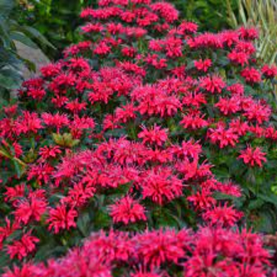 Monarda Sugar Buzz® &