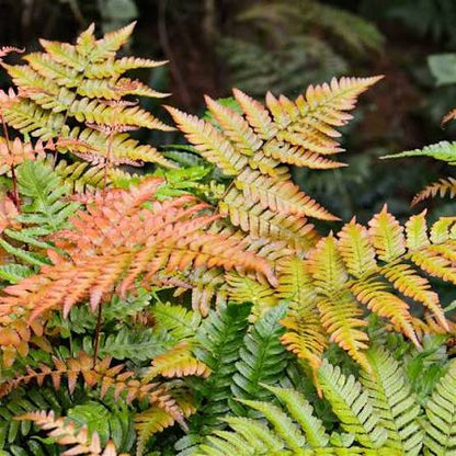Autumn Fern Dryopteris erythrosora