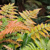 Autumn Fern Dryopteris erythrosora