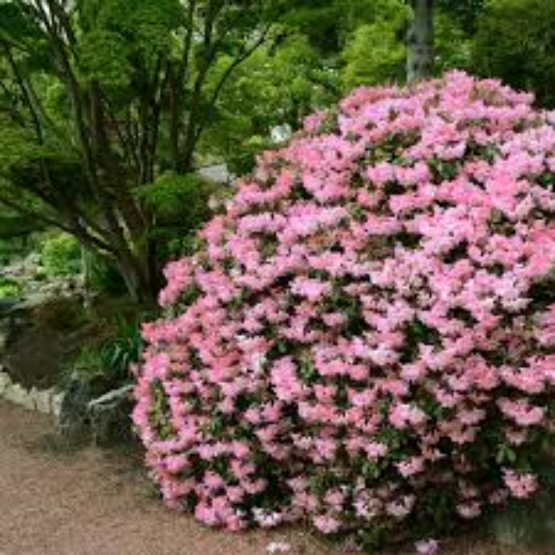 Hilda Niblett Azalea