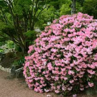 Hilda Niblett azalea used as flowering landscape shrub in garden bed