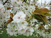 Snow Goose Cherry