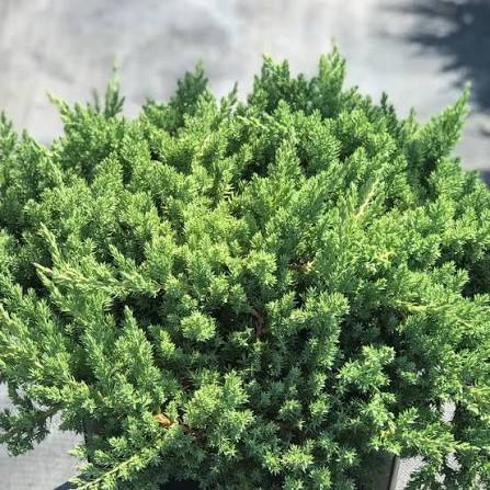 Procumbens Nana Juniper Plant