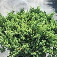 Procumbens Nana Juniper Plant