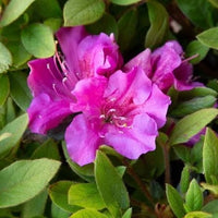 Reblooming Purple Azalea