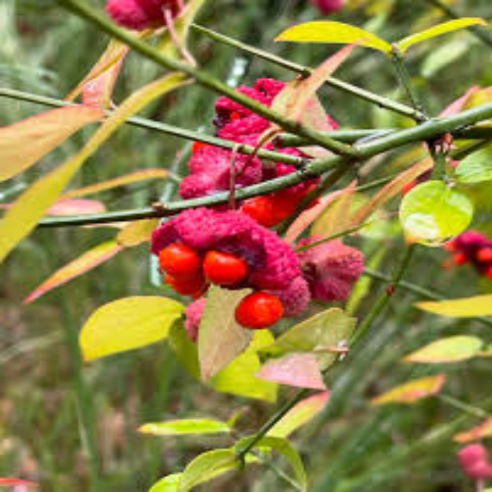 Strawberry Bush