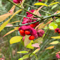Strawberry Bush