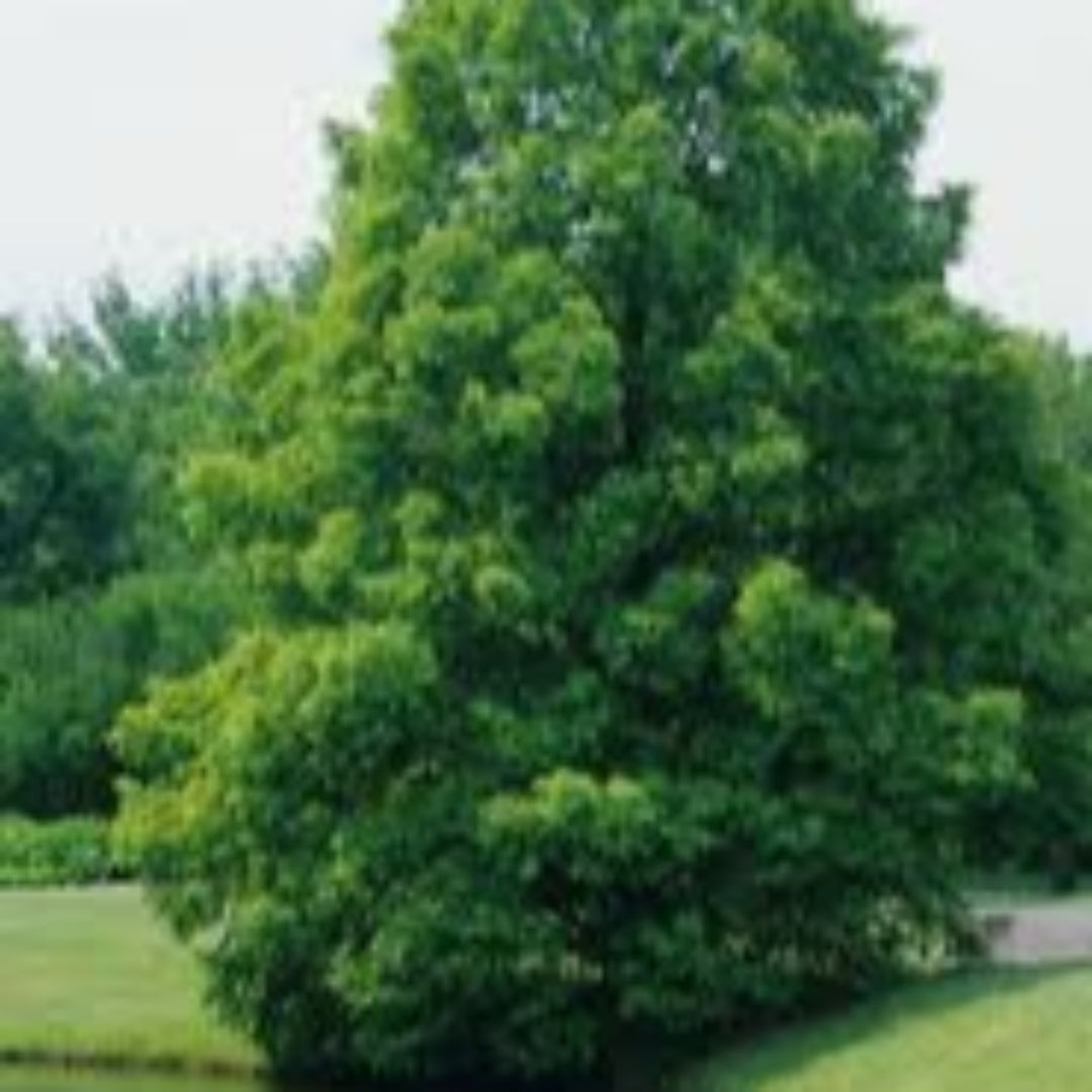 Dawn Redwood Tree