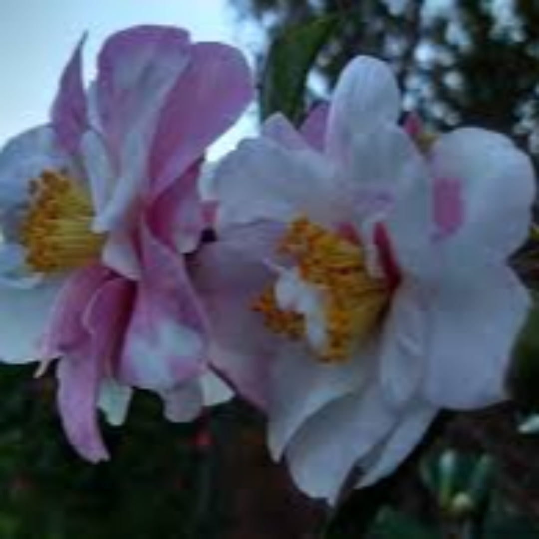 Shibori-Egao Camellia