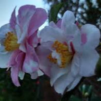 Shibori-Egao Camellia