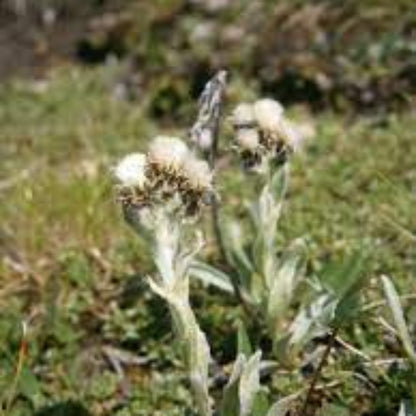 Antennaria carpatica &