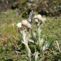 Antennaria carpatica 'White Pussytoes' - [EG]