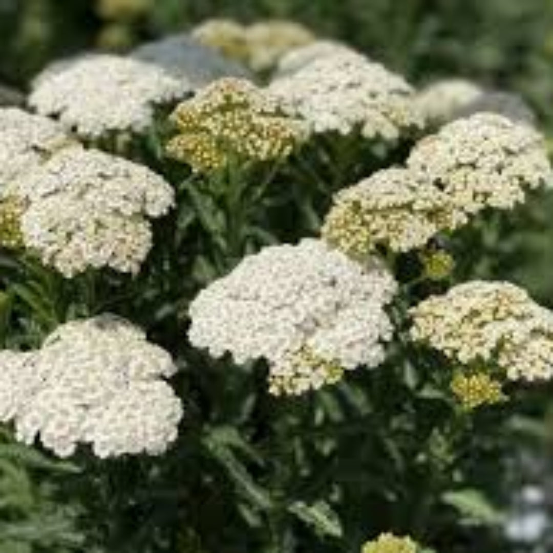 Achillea &